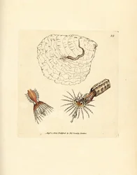 Rörbyggande fläktmask, Spirobranchus triqueter. Handkolorerad kopparstick av James Sowerby från The British Miscellany, eller färgade figurer av nya, sällsynta eller föga kända djurämnen.
