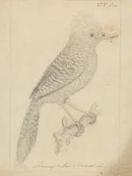 Tufted myrtorn