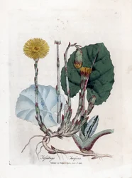 Tuslage eller ingen åsna - Coltsfoot, Tussilago fara. Handfärgad kopparstick från en botanisk illustration av James Sowerby från William Woodville och Sir William Jackson Hookers "" Medical Botany", John Bohn, London