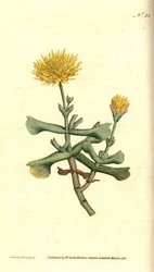 Variety of ficoid - Hatchet-leaved fikon ringblomma, Mesembryanthemum dolabriforme. Handkolorerad kopparstick och botanisk illustration av James Sowerby från William Curtis