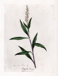 Virginia polygale eller mjölkgräs - Senega, Polygala senega. Handfärgad kopparstick från en botanisk illustration av James Sowerby från William Woodville och Sir William Jackson Hookers "" Medical Botany", John Bohn, London