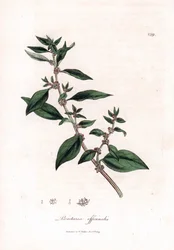 Väggpellitory, Parietaria officinalis. Handfärgad kopparstick från en botanisk illustration av James Sowerby från William Woodville och Sir William Jackson Hookers "" Medical Botany", John Bohn, London