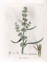 Water Patience eller Aquatic Patience - Stor vattenbrygga, Rumex hydrolapathum. Handfärgad kopparstick från en botanisk illustration av James Sowerby från William Woodville och Sir William Jackson Hookers "" Medical Botany", John Bohn, London