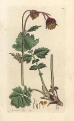 Water avens, Geum rivale Handkolorerad kopparstick efter en illustration av James Sowerby från James Smith