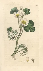 Vattenkråkfot, Ranunculus aquatilis (Aquatic Buttercup) Handfärgad kopparstick efter en illustration av James Sowerby från James Smith