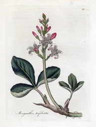 Vattentrefoil eller bockböna, Menyanthes trifoliata. Handfärgad kopparstick från en botanisk illustration av James Sowerby från William Woodville och Sir William Jackson Hookers "" Medical Botany", John Bohn, London