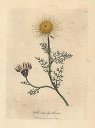 Vit och gul spansk kamomill, Anthemis pyrethrum