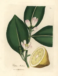 Vita blommor och mogen frukt segment av citronträdet, Citrus medica