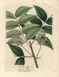 Vitblommigt mahognyträd, Swietenia mahogani
