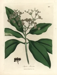 Vitblommigt kryddträd, Myrtus pimenta