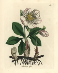 Vitblommig svart julros, Helleborus niger