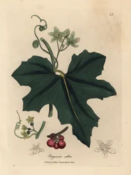 Vitblommig bryony, Bryonia alba