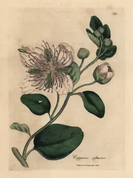 Vitblommig kaprisbuske, Capparis spinosa