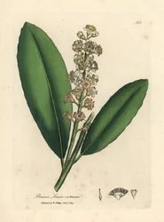 Vitblommigt körsbärslagerträd, Prunus laurocerasus