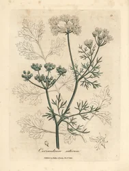 Vitblommig koriander, Coriandrum sativum