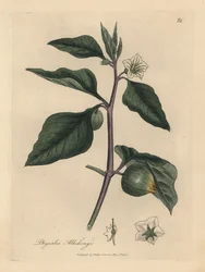 Vitblommiga vinterkörsbär, Physalis alkekengi