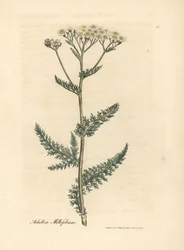 Vitblommig rölleka eller milfoil, Achillea millefolium