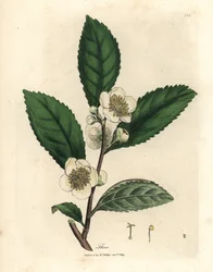 Vita blommor och gröna teblad, Thea bohea, Camellia sinensis