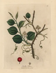 Vita blommor, rankor och röda bär av kinesisk smilax