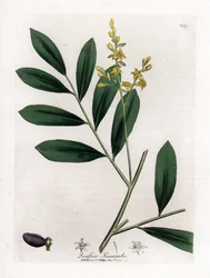 Vit mahogny eller marupa - Simaruba, Simarouba amara. Handfärgad kopparstick från en botanisk illustration av James Sowerby från William Woodville och Sir William Jackson Hookers "" Medical Botany", John Bohn, London