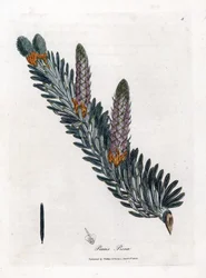 Vit eller vanlig gran - Silvergran, Abies alba. Handfärgad kopparstick från en botanisk illustration av James Sowerby från William Woodville och Sir William Jackson Hookers "" Medical Botany", John Bohn, London