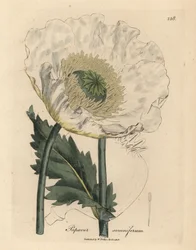 Vit vallmo, Papaver somniferum