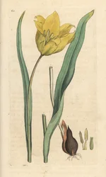 Vildtulpan, Tulipa sylvestris (vildtulpan) Handfärgad kopparstick efter en illustration av James Sowerby från James Smith