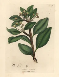 Vinterbarkträd, Wintera aromatica, Drimys winteri