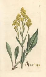 Woad, Isatis tinctoria (Pastel des dyers ou guede) Handkolorerad kopparstick efter en illustration av James Sowerby från James Smith