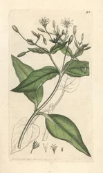 Trästickor, Stellaria nemorum Handkolorerad kopparstick efter en illustration av James Sowerby från James Smith