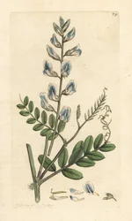 Trävicker, Vicia sylvatica (vesce des bois) Handkolorerad kopparstick efter en illustration av James Sowerby från James Smith