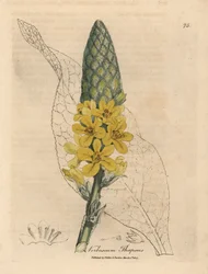 Gulblommig stor bredbladig mullein, Verbascum thapsus