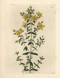Gulblommig perforerad johannesört, Hypericum perforatum