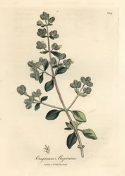 Gulblommig söt mejram, Origanum majorana