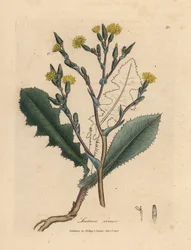 Gulblommig vildsallat, Lactuca virosa