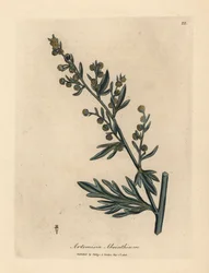 Gulblommig malört, Artemisia absinthium