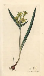 Gul stjärna i Betlehem, Gagea lutea (Ornithogalum luteum) (gagee jaune) Handfärgad kopparstick efter en illustration av James Sowerby från James Smith