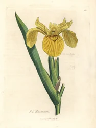 Gul vattenflagga, Iris pseudacorus