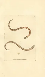 Ung slät orm, Coronella austriaca (Dumfriesshire orm, Coluber dumfrisiensis). Handkolorerad kopparstick av James Sowerby från The British Miscellany, eller färgade figurer av nya, sällsynta eller föga kända djurämnen.