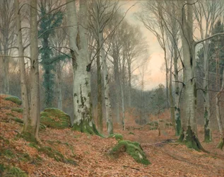 En walesisk skog på vintern