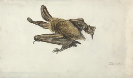 A Bat (penna och akvarell på papper)