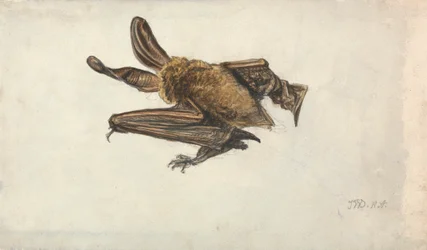 茶色の耳の長いコウモリ (Plecotus auritus) スウェーデン語