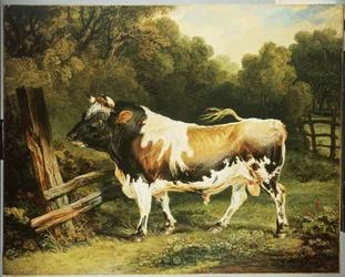 En tjur av rasen Alderney