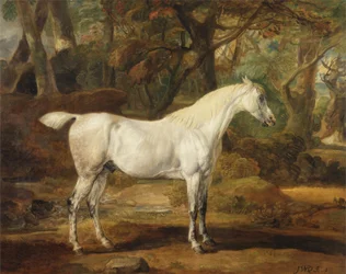 A Grey Arabian Stallion, Sir Watkin Williams-Wynns egendom, ca 1815-20 (olja på duk)