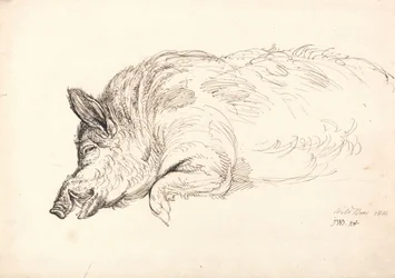 Ett vildsvin, sovande eller död, 1814