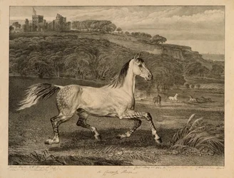 Cossack Horse, från Celebrated Horses, en uppsättning av fjorton racingtryck publicerade av konstnären, 1823-24