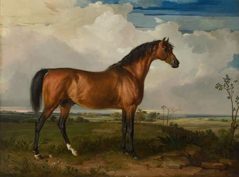 Eagle, en hyllad hingst
