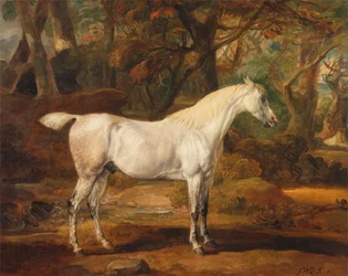 Grå arabisk hingst, egendom av Sir Watkin Williams-Wynn