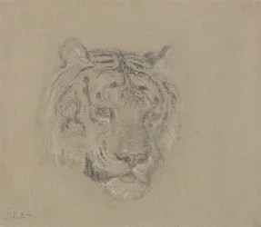 Huvudet av en tiger