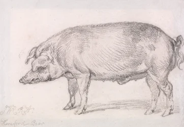 Hereford vildsvin